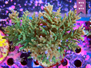 Acropora